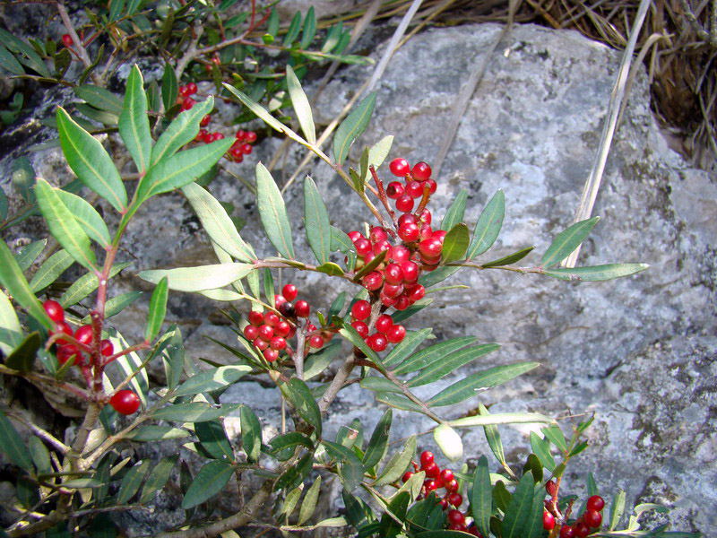 Pistacia lentiscus / Lentisco